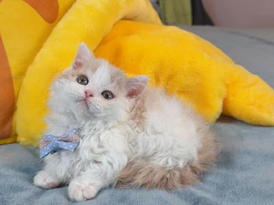MK027 - Munchkin - Gallery Photo #1