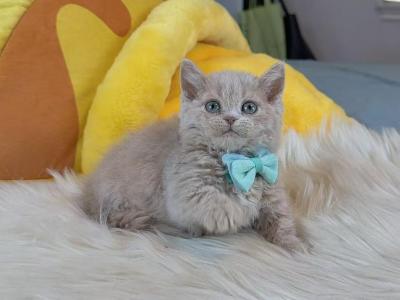 SK020 - Selkirk Rex - Gallery Photo #1