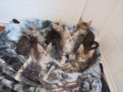 Yana & Fritz - Maine Coon - Gallery Photo #1
