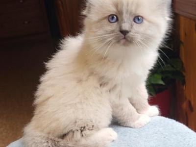 Ollie - Ragdoll - Gallery Photo #1