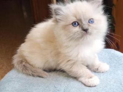 Lily - Ragdoll - Gallery Photo #1