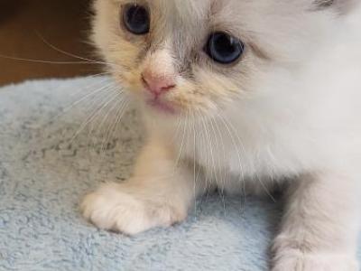 Harley - Ragdoll - Gallery Photo #1