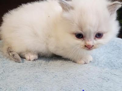 Leo - Ragdoll - Gallery Photo #1