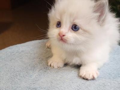 Orion - Ragdoll - Gallery Photo #1