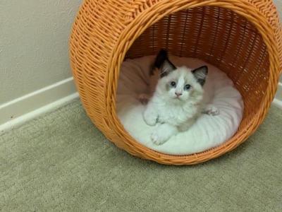 TICA Bicolor Ragdoll Kittens - Ragdoll - Gallery Photo #1
