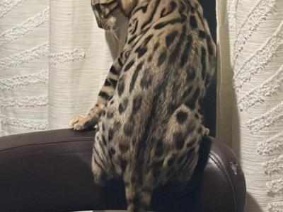 Bengal Boy 1 - Bengal - Gallery Photo #1