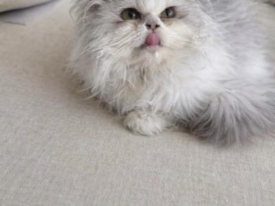 Milo Persian Munchkin Kitten - Persian - Gallery Photo #1