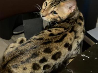 Bengal Boy 2 - Bengal - Gallery Photo #1