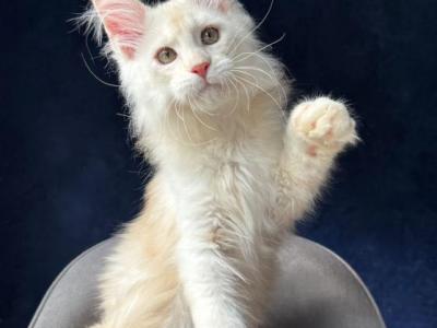 Stunning White Maine Coon Kitten - Maine Coon - Gallery Photo #1