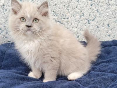 Mother's Day - Ragamuffin - Gallery Photo #1