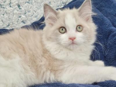 2 Mother's Day - Ragdoll - Gallery Photo #1