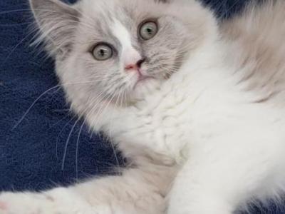 Mother's Day 3 - Ragamuffin - Gallery Photo #1