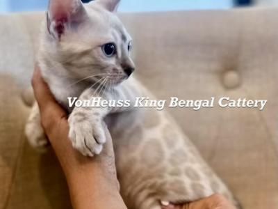 Luxury Snow Lynx Gabriel - Bengal - Gallery Photo #1