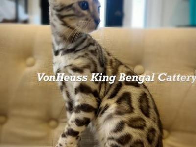 Luxury Silver Bengal Cory - Bengal - Gallery Photo #1