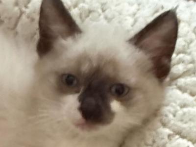 Male Zorro - Ragdoll - Gallery Photo #1
