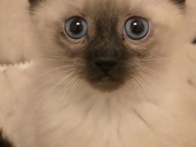 Seal Pointed Gourgeous Siamese Kittens - Siamese - Gallery Photo #1