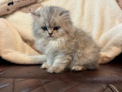 Greta Shaded Silver - Persian - Gallery Photo #1