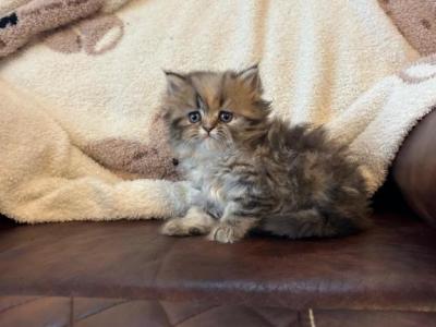 Helen - Persian - Gallery Photo #1