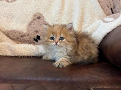 Martha Golden Shaded - Persian - Gallery Photo #1