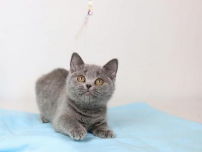 Rosa - British Shorthair - Gallery Photo #1