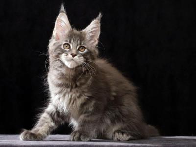 Isabeau - Maine Coon - Gallery Photo #1
