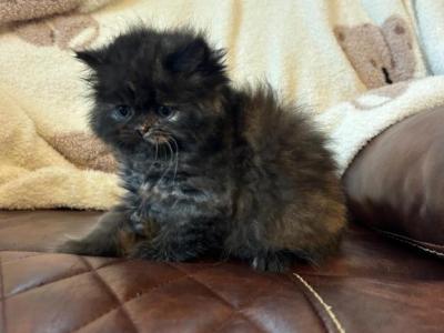 Dottie Tortoiseshell - Persian - Gallery Photo #1