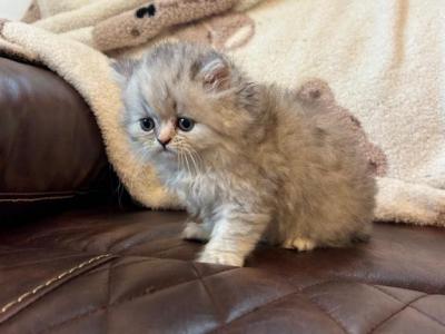 Judy Shaded Silver - Persian - Gallery Photo #1