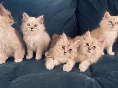Adashay Cats - Ragamuffin - Gallery Photo #1