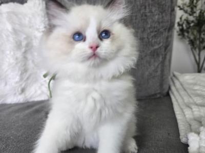 Afroditedolls Diamond - Ragdoll - Gallery Photo #1