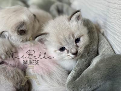 Spice Litter - Balinese - Gallery Photo #1