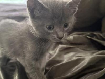 Russian Blues To You - Russian Blue - Gallery Photo #1