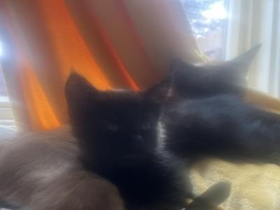 Sweet Boy - Siamese - Gallery Photo #1