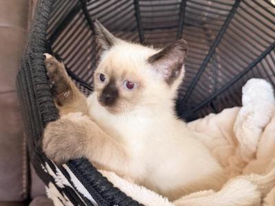 LUNA - Siamese - Gallery Photo #1