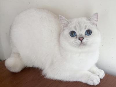 British Shorthair Blue Eyed Boy - British Shorthair - Gallery Photo #1