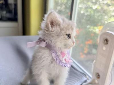 Lucy - Selkirk Rex - Gallery Photo #1