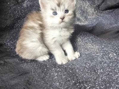 Cade - Maine Coon - Gallery Photo #1