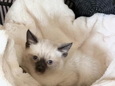 TOMMY - Siamese - Gallery Photo #1