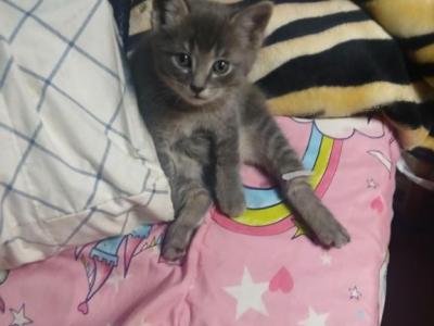 One Grey Kitten - Domestic - Gallery Photo #1