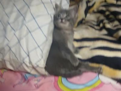 One All Grey Kitten - Domestic - Gallery Photo #1