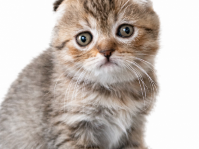 Scottish Fold Kittens - Scottish Fold - Gallery Photo #1