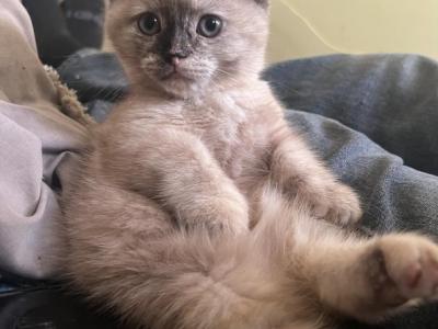 Miss Marbles - Munchkin - Gallery Photo #1