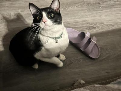Yumi - Domestic - Gallery Photo #1