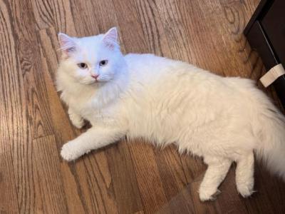 Nicky - Maine Coon - Gallery Photo #1