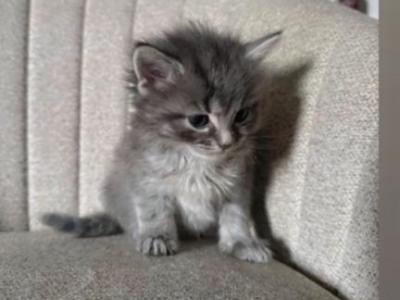 Beautiful Kitten Ready For A Home - American Longhair - Gallery Photo #1