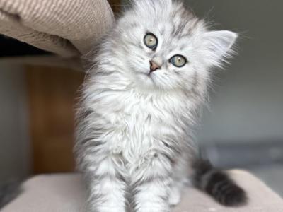 Hope - Siberian - Gallery Photo #1