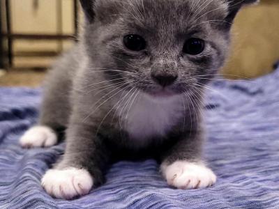 Eloise & Dobby's Babies1 - Scottish Fold - Gallery Photo #1