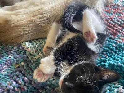 Kitty - Domestic - Gallery Photo #1