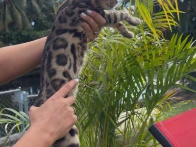 Flora - Bengal - Gallery Photo #1