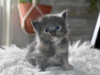 Maine Coons Ready Now TICA Registered - Maine Coon - Gallery Photo #1
