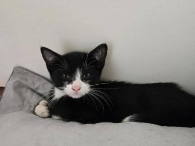 Mitts - Domestic - Gallery Photo #1